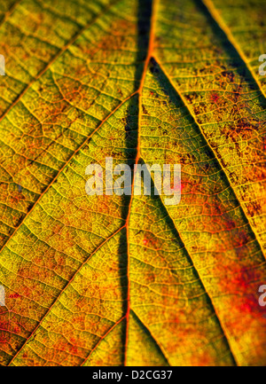 Makro-Detail von einem herbstlichen Blatt. Stockfoto