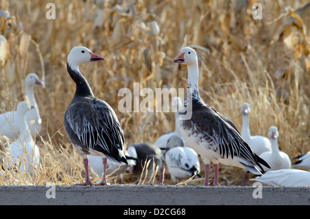 Blaue Phase Schneegänse (Chen Hyperborea), Bosque del Apache National Wildlife Refuge, Socorro County, New Mexico, USA. Stockfoto