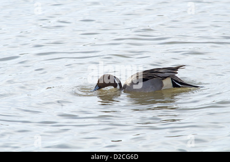 Nördlichen Pintail, (Anas Acuta), männliche.  Bosque del Apache National Wildlife Refuge, Socorro county, New Mexico, USA. Stockfoto