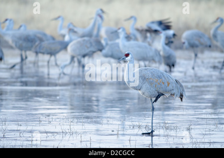 Größere Sandhill Kran (Grus Canadensis Tabida), stehend auf vereist Teich.  Bosque del Apache National Wildlife Refuge, NM. Stockfoto