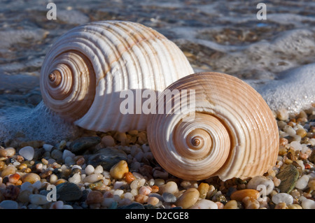 Zwei Schalen von riesigen Tun Schnecken (Tonna Galea) am Kiesstrand Stockfoto