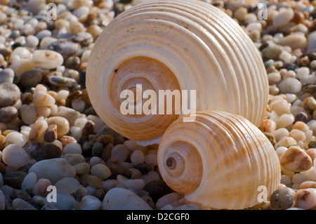 Zwei Schalen von riesigen Tun Schnecken (Tonna Galea) am Kiesstrand Stockfoto