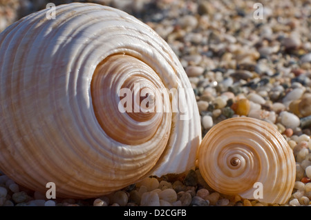 Zwei Schalen von riesigen Tun Schnecken (Tonna Galea) am Kiesstrand Stockfoto