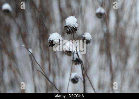 London, UK, Sonntag, 20. Januar 2013.Locals herauskommen, spielen im Schnee am Brockwell Park, Herne Hill, London.   -Schnee bereifte Blumen. Alamy Live-Nachrichten. Stockfoto