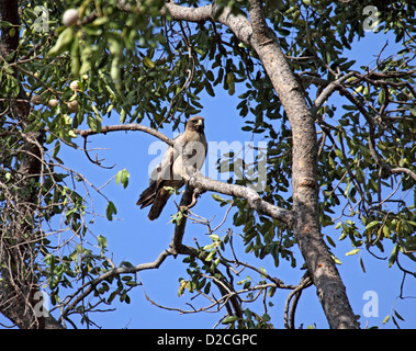 Zwergadler thront im Baum in gambia Stockfoto