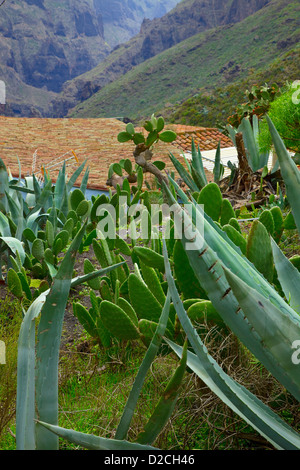 Agaven auf der Insel Teneriffa auf den Kanarischen Inseln Stockfoto