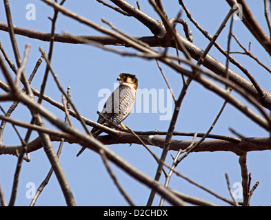 Red necked Falcon in Gambia Stockfoto