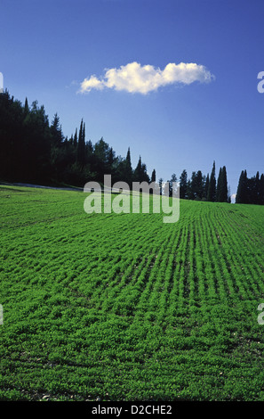 Einsame Wolke über geriffelte landwirtschaftliche Plantage in Jesreeltal eine große fruchtbare schlicht und im Landesinneren südlich der unteren Galiläa in Israel. Stockfoto