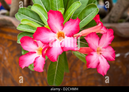 Desert rose Blume vom tropischen Klima Stockfoto