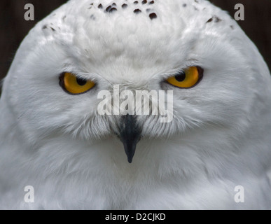 Juvenile Männchen Schnee-Eule (Bubo Scandiacus) Stockfoto