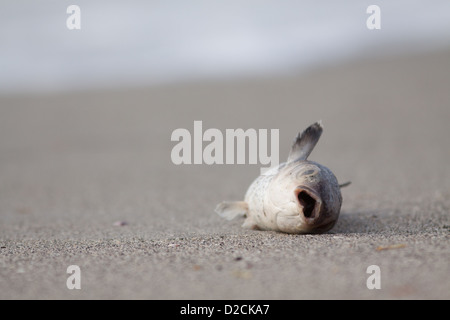 Tote Fische am Strand Stockfoto