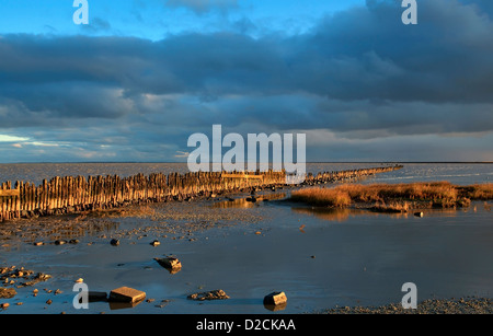 alte holländische hölzerne Deich (Wellenbrecher) in Nordsee Stockfoto