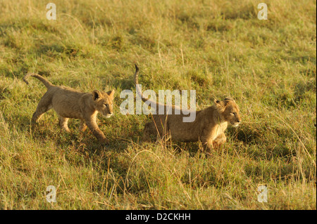 Zwei Löwenbabys laufen auf der Wiese Stockfoto