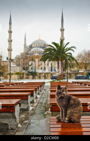 ISTANBUL TÜRKEI - türkische Katze auf Bänken außerhalb der Schnee bedeckt die Blaue Moschee, die Sultan Ahmet Moschee Sultanahmet Stockfoto