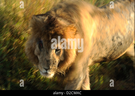 Männlicher Löwe schüttelt nach Schlammbad in der frühen Morgensonne Stockfoto