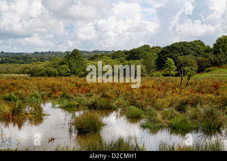 Teifi Sümpfen Naturschutzgebiet, Welsh Wildlife Centre, Cilgerran, Pembrokeshire, Wales, UK Stockfoto