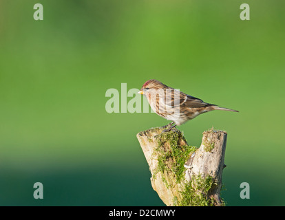 Weibliche weniger Redpoll. (Zuchtjahr Cabaret) Winter-Uk Stockfoto