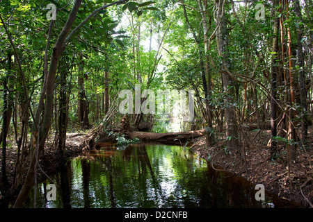 Ruhiger Bach schlängelt sich durch den dichten Amazonas-Regenwald in der Nähe von Manaus, Brasilien. Sattes Grün spiegelt sich im stillen Wasser Stockfoto