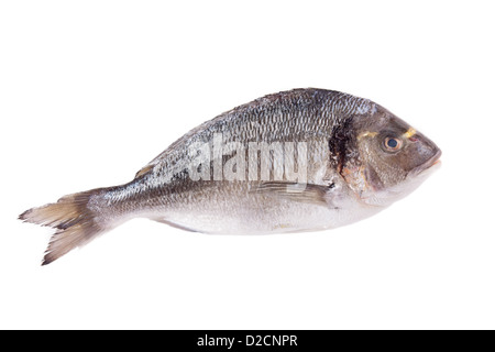 Dorado Fisch isoliert auf weißem Hintergrund Stockfoto