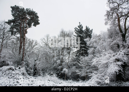 Schnee in Southampton Common Stockfoto