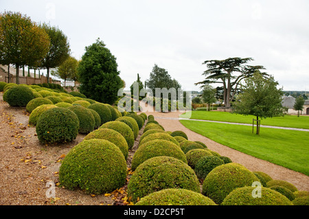 Buchsbaum-Zeilen und Libanon-Zeder im Garten, Amboise Loire-Tal, Frankreich. Stockfoto