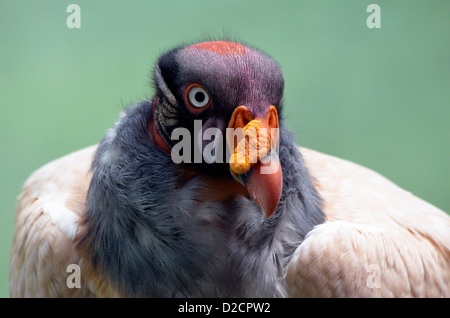 König Geier Nahaufnahme des Kopfes mit farbenprächtigen Federn. Stockfoto