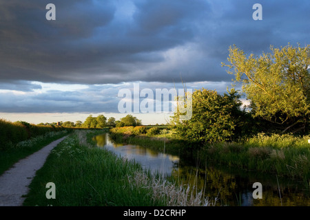 Kanal mit Bäumen, die von der Abendsonne mit dunklen Himmel beleuchtet. Stockfoto