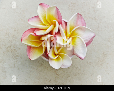 Gruppe Haufen Cluster von frischen tropischen Plumeria Blüten in Schattierungen von Weißgold & rosa in einer Tasse Bahias de Huatulco, Mexiko Stockfoto