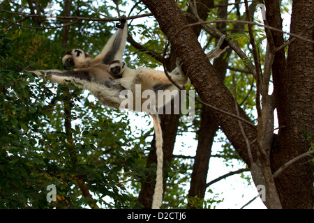 Verreaux Sifaka, (Propithecus Verreauxi) Fütterung in den Bäumen Stockfoto