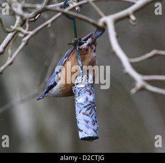 Europäische Kleiber (Sitta Europaea) Essen Samen von einem Feeder-station Stockfoto