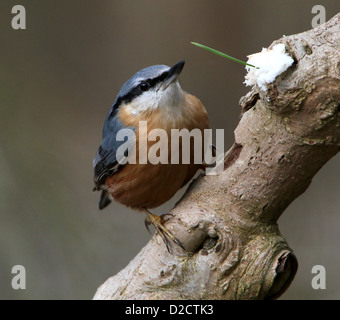 Europäische Kleiber (Sitta Europaea) posiert auf einem Zweig während der Nahrungssuche Stockfoto