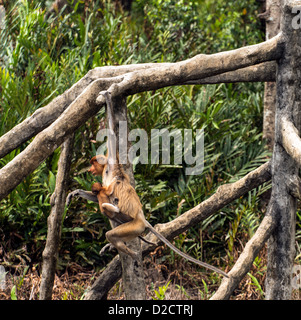 Nasenaffe (Nasalis Larvatus) oder Langnasen-Affen schwingen zwischen Bäumen Sabah Borneo Malaysia Stockfoto