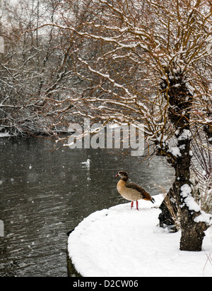 Einsame Ente stehend auf dem Schnee in St James Park London England Great Britain UK Stockfoto