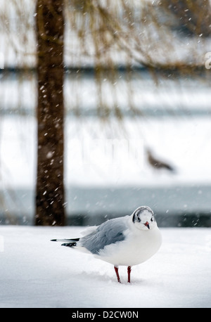 Vogel steht auf dem Schnee in St James Park London England Great Britain UK Stockfoto