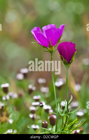 Bunte Weincup Wildblumen (Callirhoe Involucrata) blühen auf der Wiese Stockfoto