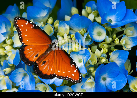 Königin-Schmetterling (Danaus Gilippus) auf Blaue Hortensie Blumen Stockfoto