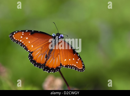 Königin-Schmetterling (Danaus Gilippus) Fütterung auf Gregg es Nebel Blumen vor grünem Hintergrund Stockfoto