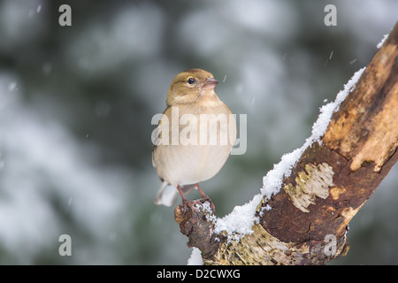 Weibliche Buchfinken (Fringilla Coelebs) thront auf einem alten Ast während eines Schneesturms. Stockfoto