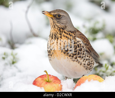 Nahaufnahme einer Wacholderdrossel (Turdus Pilaris) Schlemmen auf Äpfel während einer Coldsnap, UK Stockfoto