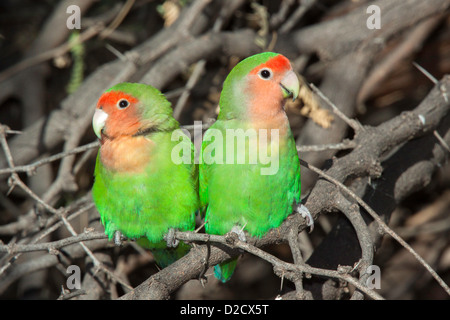 Pfirsich-faced Lovebird Agapornis Roseicollis Gilbert Wasser Ranch, Gilbert, Maricopa County, Arizona, Vereinigte Staaten 15 Januar Adul Stockfoto