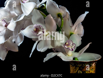 Cymbidium oder Boot Orchideen ist eine Gattung von 52 immergrünen Arten in der Familie Orchidee Orchidaceae Stockfoto