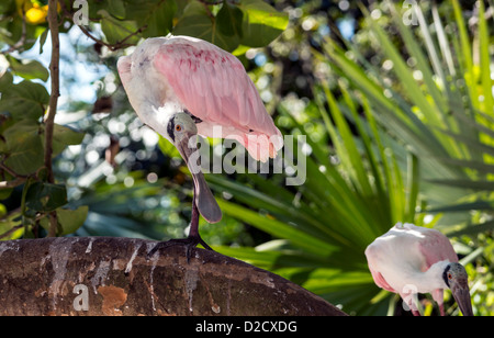 Rosige Löffler (Platalea Ajaja oder Ajaia Ajaja) thront auf einem Baum in Florida Stockfoto