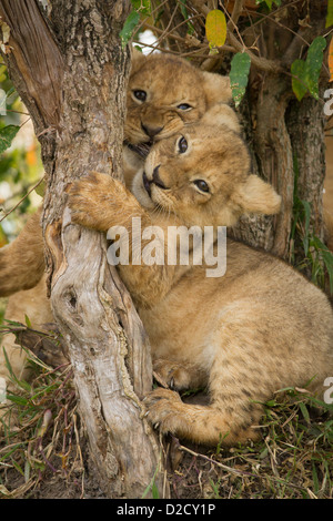 Zwei Löwenbabys spielen in Kroton Büschen (Panthera Leo) Stockfoto