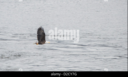 Adler im Flug mit einem frisch gefangenen Fisch in seinem Griff. Stockfoto