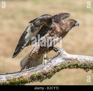 Erfasst Hawk stehend auf einem Ast mit seinen Flügeln angehoben. Stockfoto