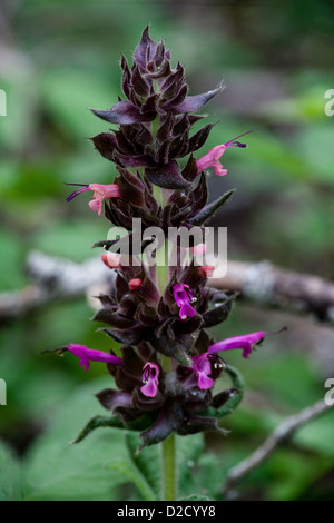 Kolibri-Salbei Stockfoto