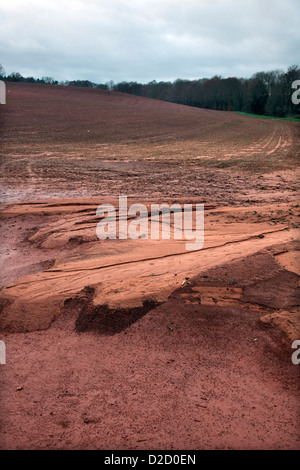 Bodenerosion in einem gefährdeten Bereich in Somerset gemacht weit schlimmer durch späten Anbau Stockfoto