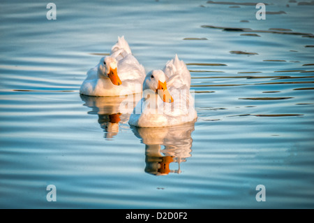 Weiße Peking Enten am See Morton in Lakeland, Florida. Stockfoto