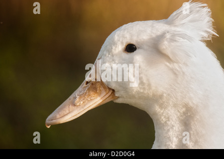 Crested weiße Ente am See Morton in Lakeland, Florida. Stockfoto