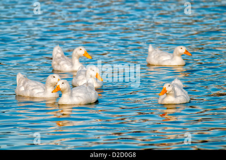 Weiße Peking Enten am See Morton in Lakeland, Florida. Stockfoto